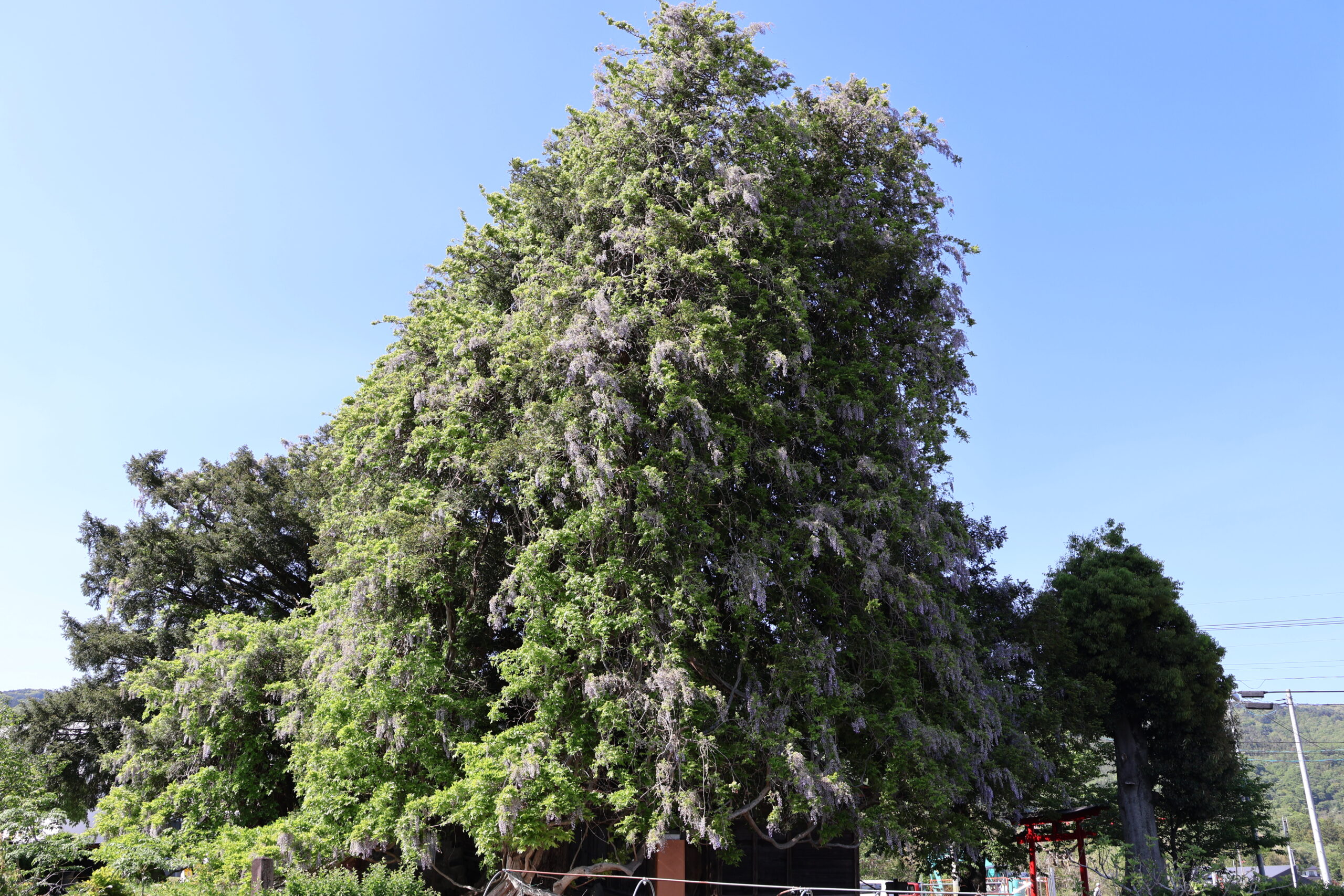 image1